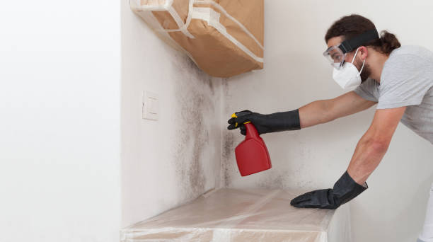 Professional Attic Mold Remediation technician working in Hilltown, PA
