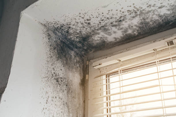 Affordable Attic Mold Remediation solutions in Hilltown, PA